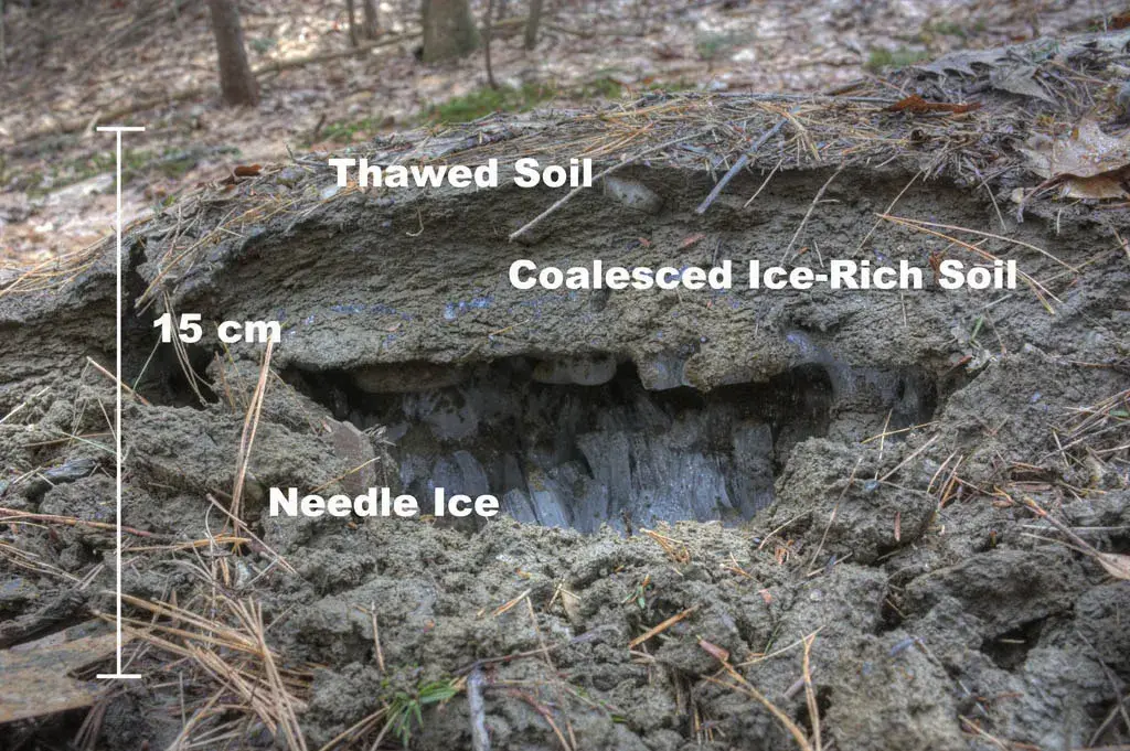Cut-away of a frost heave in forest soil showing needle ice beneath a layer of ice-rich soil, about 15 cm thick